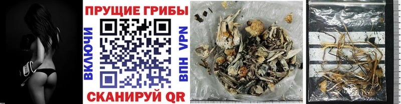 Галлюциногенные грибы Cubensis  Купить закладки  Терек 